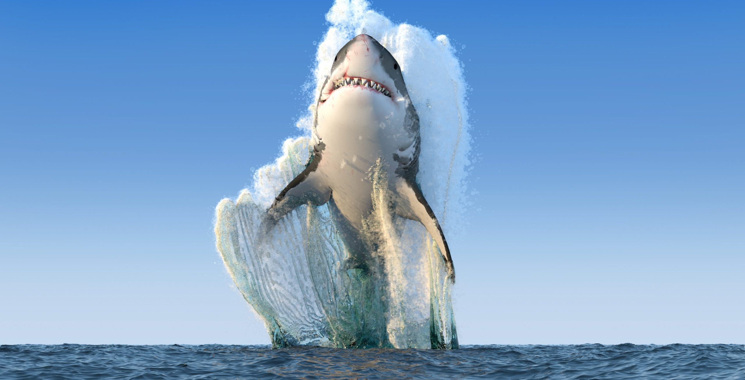 Unde trăiesc cei mai mulți rechini. Locul pe care e bine să-l eviți