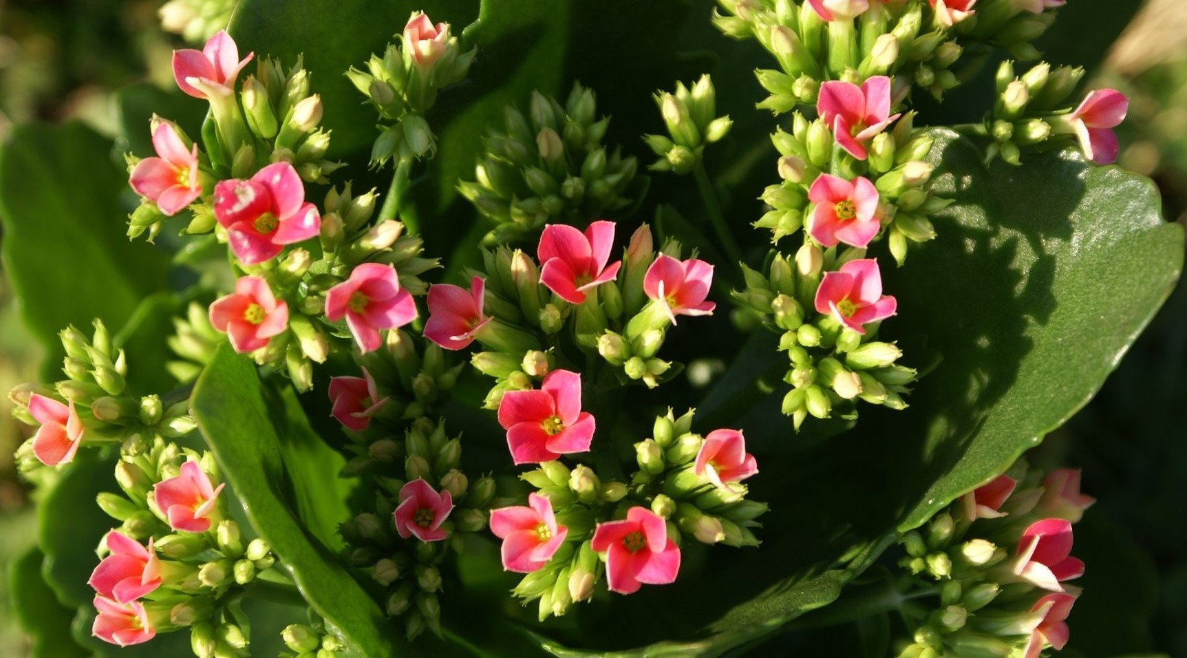 Cea mai simplă și eficientă rețetă de îngrășământ pentru plante