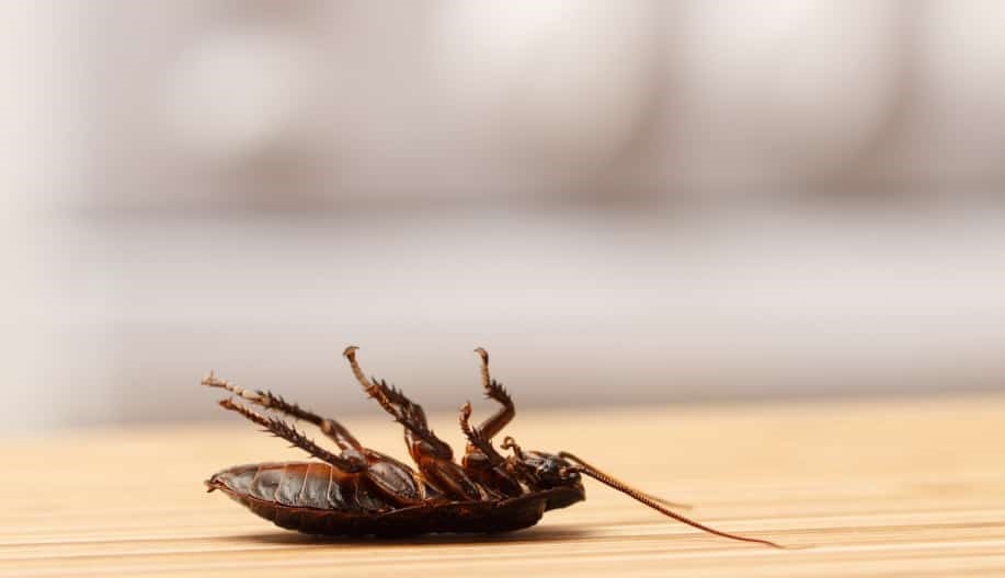 Motivul pentru care gândacii de bucătărie sunt greu de ucis
