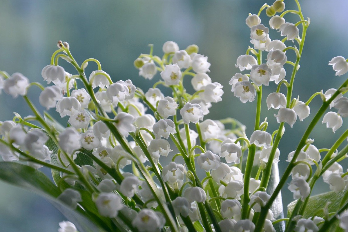 Plante toxice din România. Unde se află și de ce e bine să le eviți