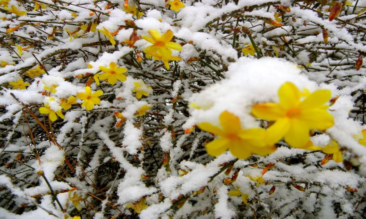 Plante care înfloresc iarna. Aceste specii iubesc frigul