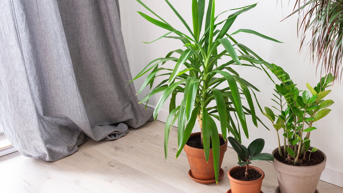 Ce plante nu se țin în casă. Efectele nu vor fi deloc plăcute, trebuie evitate