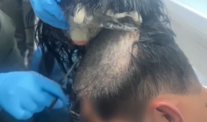 Columbia: cocaină ascunsă de un traficant în perucă