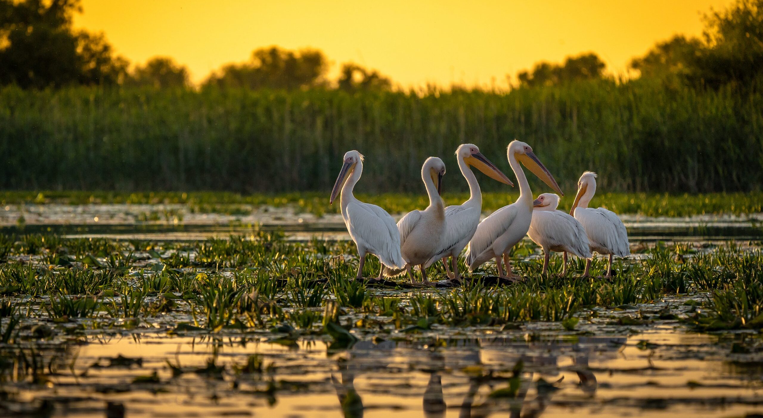 Delta Dunării fost aleasă „Destinaţia Anului 2025”. În 2009, a fost recompensată cu „Mărul de Aur”