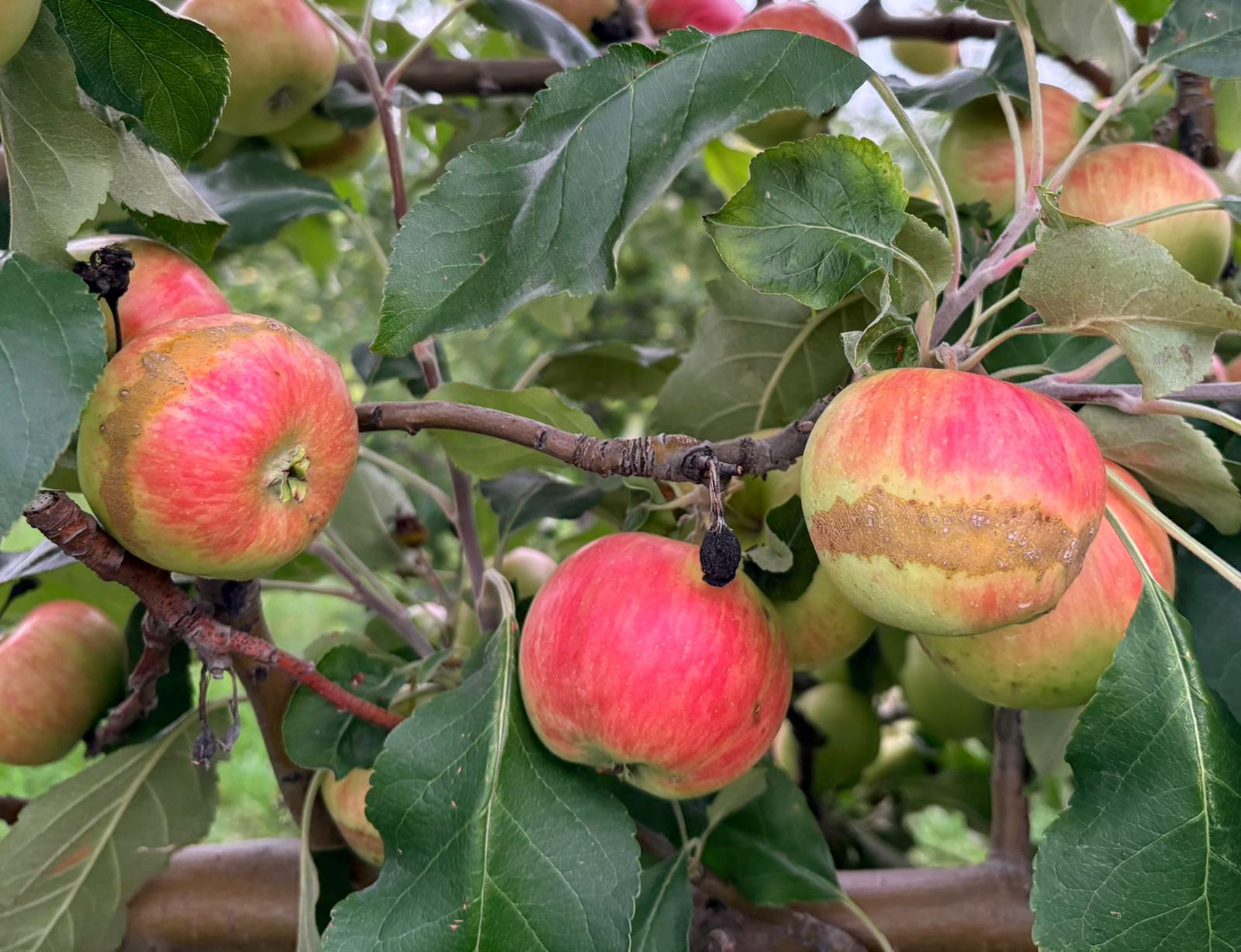 Înghețul a stricat culturile. Cea mai mare despăgubire achitată pentru o livadă de măr a depășit 300.000 de lei