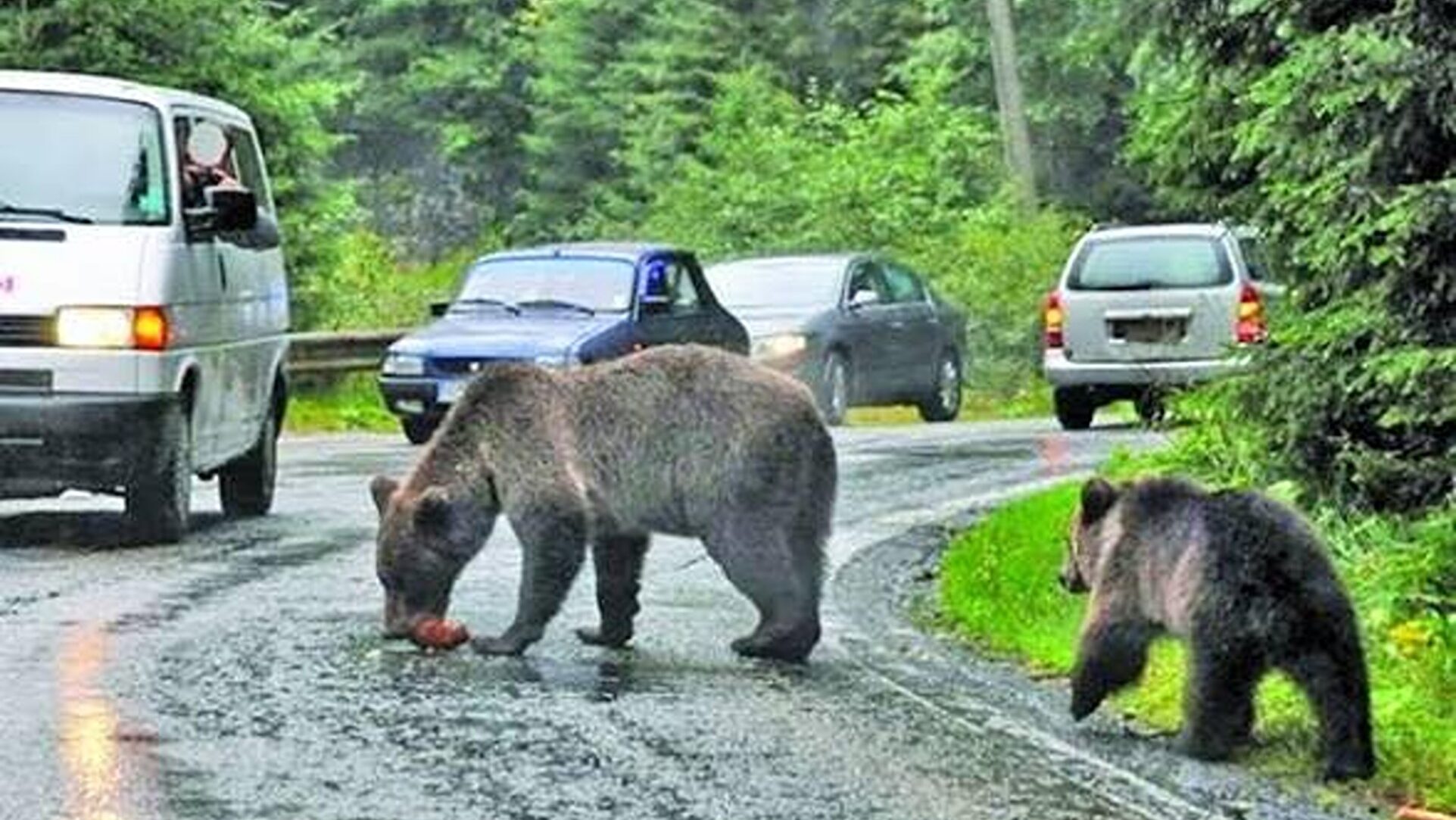 Cota de prevenție la urși, majorată de la 54 la 86 de exemplare, în Covasna