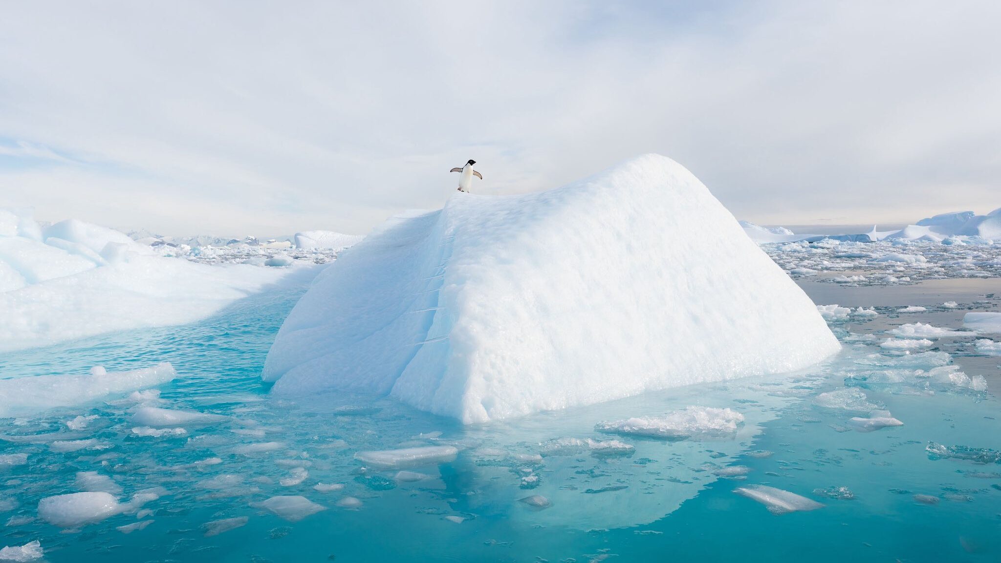 Hantavirus. Turismul antarctic și riscurile imense la care se expun iubitorii de aventuri de la capătul lumii