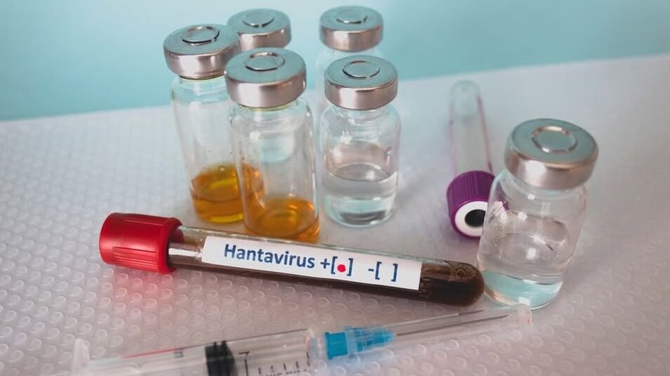 OMS. Riscul prezentat de hantavirus este scăzut pentru omenire